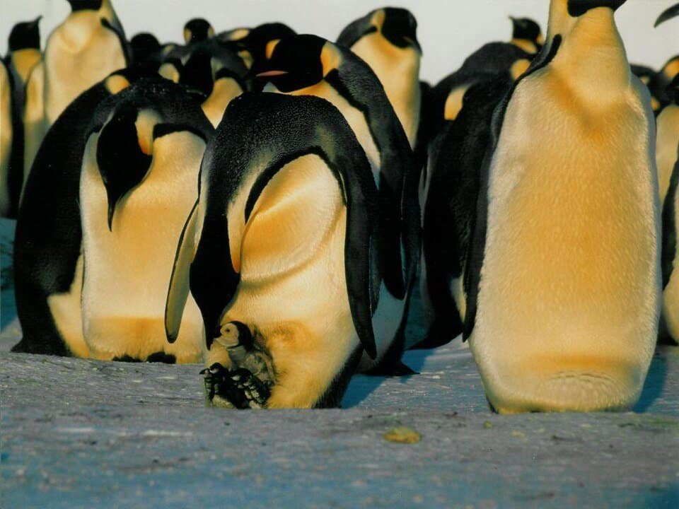 Emperor Penguins: Life Behind the Royal Facade 2 Emperor penguin feeding a chick