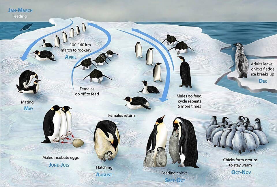 Emperor Penguins: Life Behind the Royal Facade 3 The life-cycle of the emperor penguin