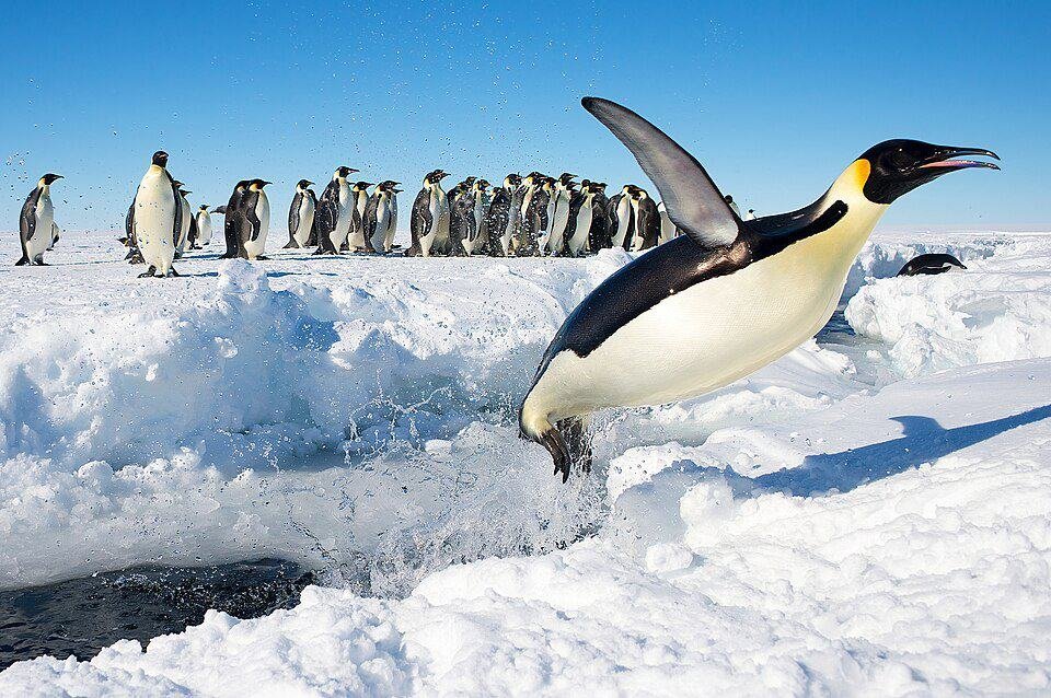 Emperor Penguins: Life Behind the Royal Facade 1 Emperor penguin jumping out of the water in Antarctica