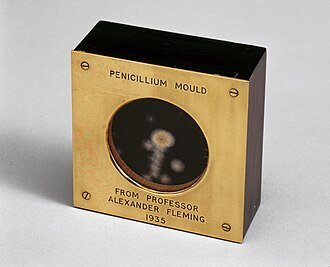 Sample of penicillin mould presented by Alexander Fleming to Douglas Macleod in 1935