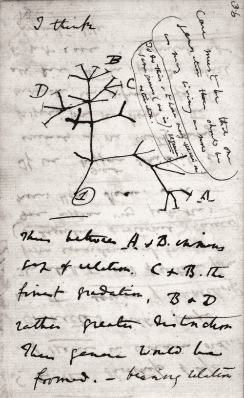 Charles Darwin: From the HMS Beagle to the Theory of Evolution 5 Charles Darwin evolutionary tree.