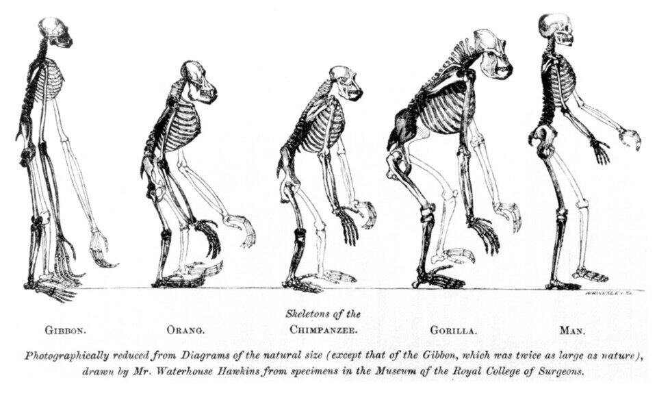 Charles Darwin: From the HMS Beagle to the Theory of Evolution 7 Huxley used illustrations to show that humans and apes had the same basic skeletal structure.