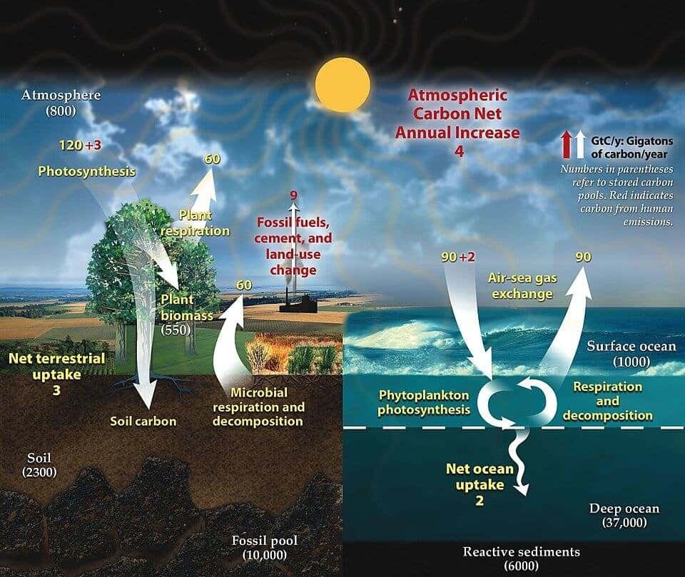 Forests and CO2 Emissions: How Climate Change Could Flip Earth's Carbon Sink 1 This diagram of the fast carbon cycle shows the movement of carbon between land, atmosphere, soil and oceans