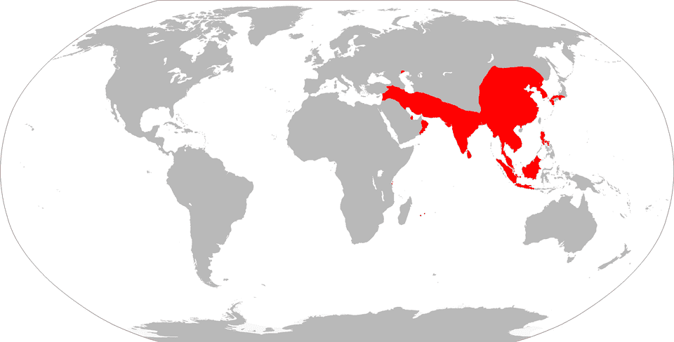 Distribution of cholera during the first cholera pandemic