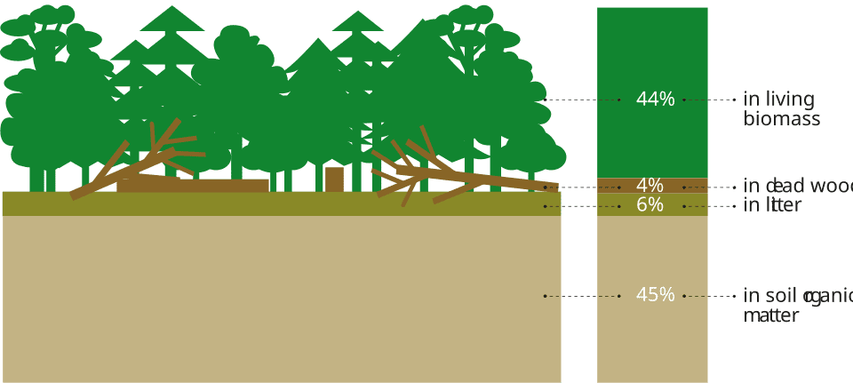Forests and CO2 Emissions: How Climate Change Could Flip Earth's Carbon Sink 2 Proportion of carbon stock in forest carbon pools, 2020