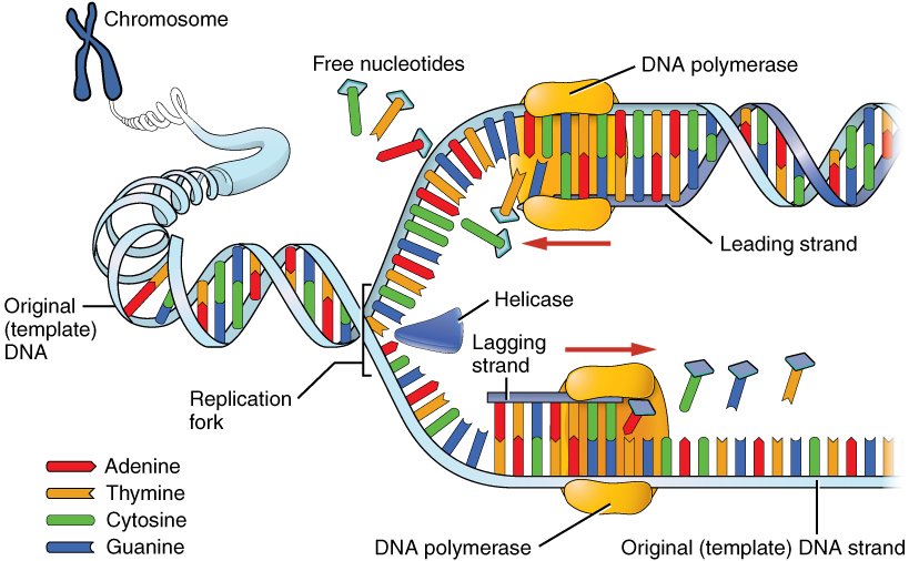 Epigenetics: The Heritable Changes Beyond Your DNA Sequence 5 DNA Replication