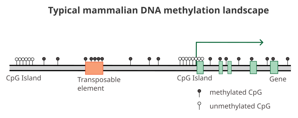 Epigenetics: The Heritable Changes Beyond Your DNA Sequence 3 Typical DNA methylation landscape in mammals