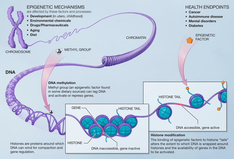 Epigenetics: The Heritable Changes Beyond Your DNA Sequence 1 Epigenetic mechanisms