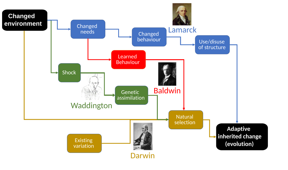 Epigenetics: The Heritable Changes Beyond Your DNA Sequence 2 Waddington's genetic assimilation