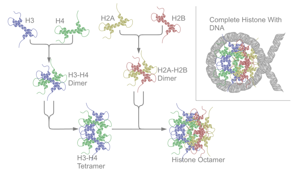 Epigenetics: The Heritable Changes Beyond Your DNA Sequence 4 Schematic representation of the assembly of the core histones into the nucleosome