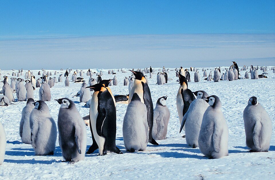 Emperor penguins with juveniles